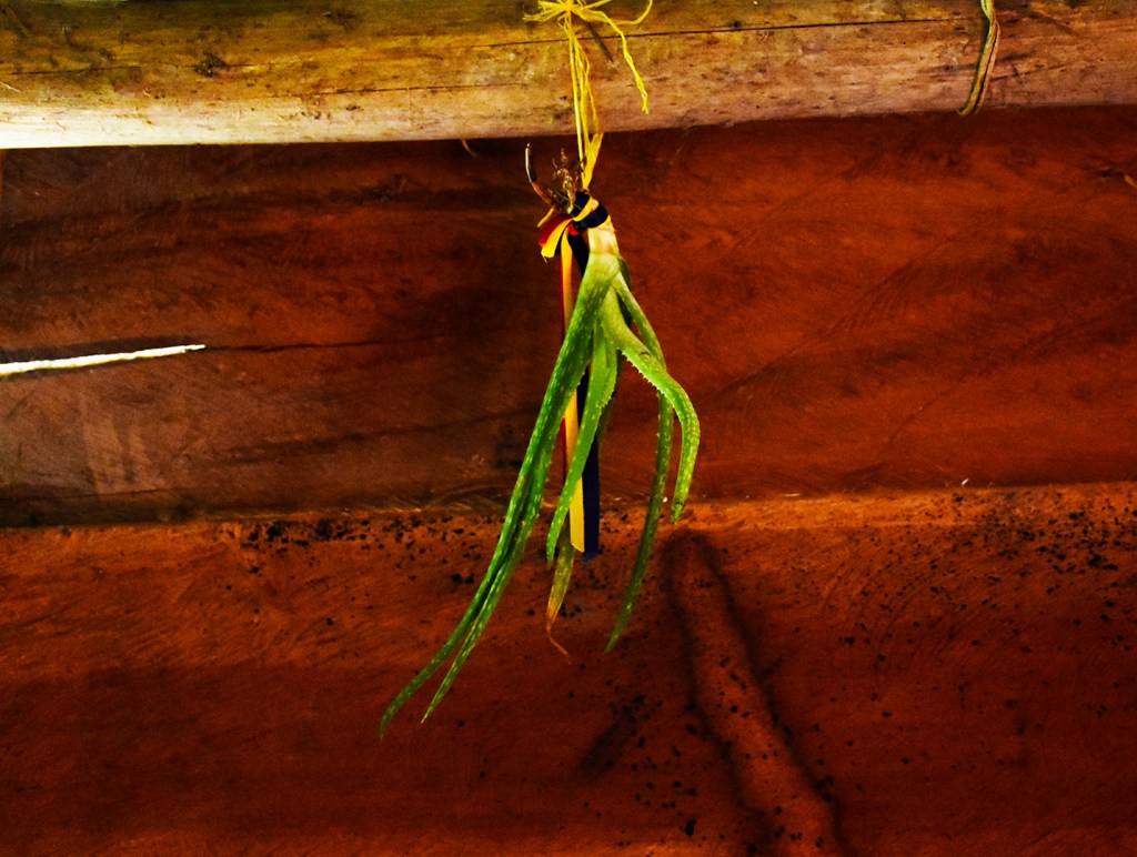 La planta de SÁBILA, se utilisa para proteger la casa de las malas energias, de la envidia o mal de ojo.